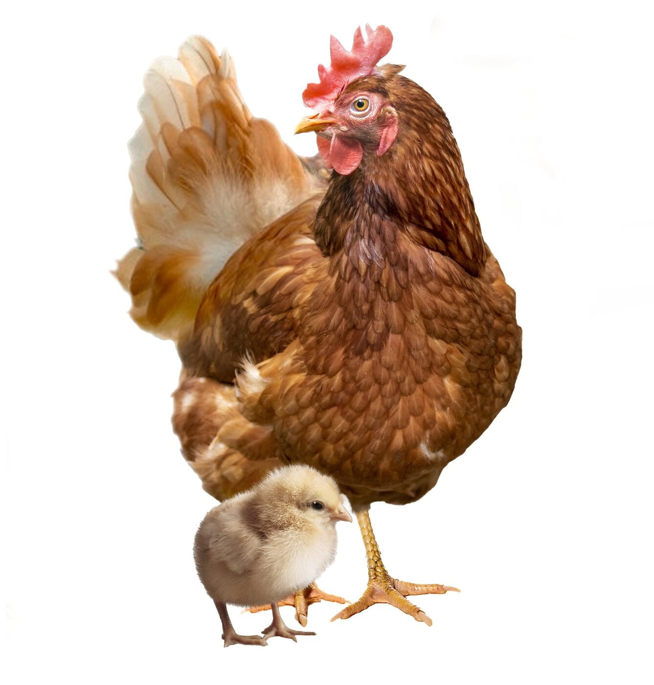 親鳥のそばに立つひよこ